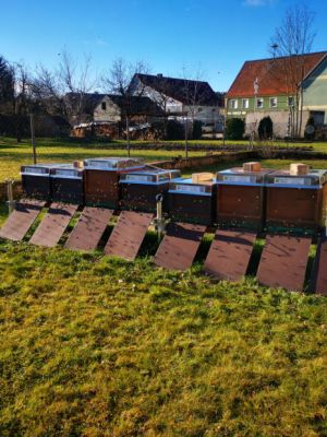 Janniks Bienen