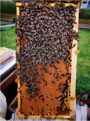 Janniks Bienen